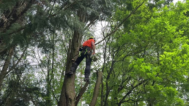 Best Tree Risk Assessment  in Frostproof, FL